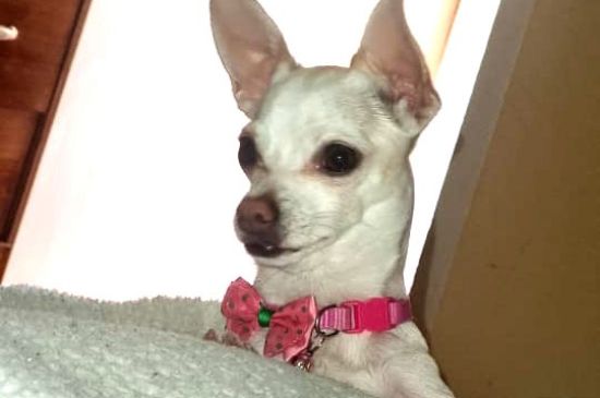Una Rifa Sorprendente:  El premio fue un Televisor, la ganadora una Perrita Chiguagua